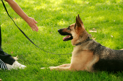 owner or the handler of the dog you are encouraged to train your dog ...