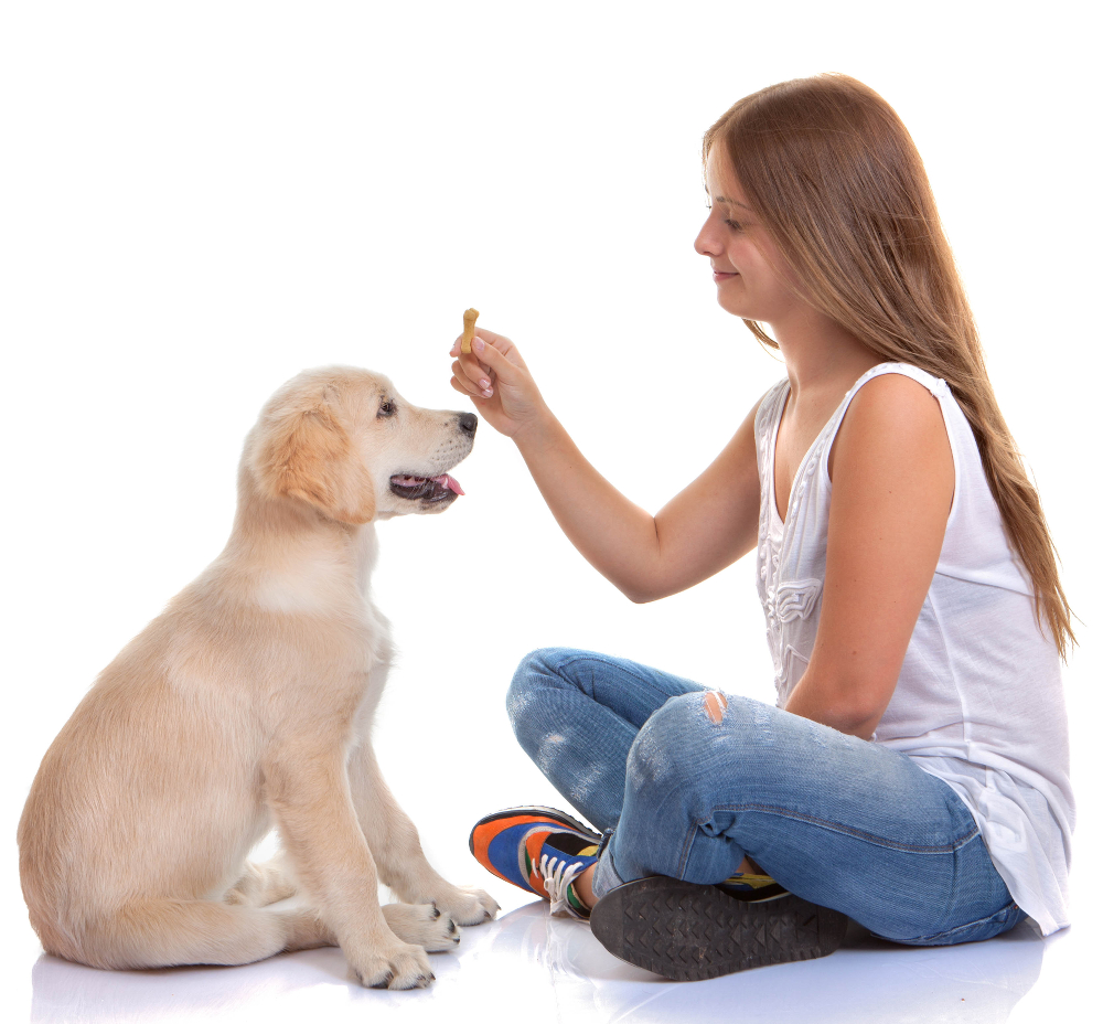 Dog Behaviour Training Tips by K9 Dog Obedience Training – Australia ...
