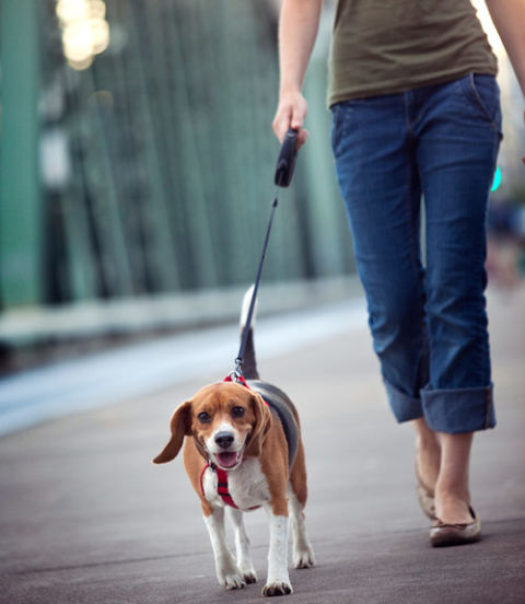 Dog Obedience training Newcastle | DOG OBEDIENCE TRAINING